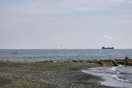 天空 海滩 寒冷的 海鸥