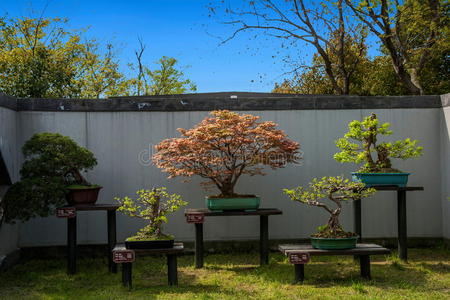 形象 特拉夫 自然 风景 季节 树叶 颜色 美极了 植物