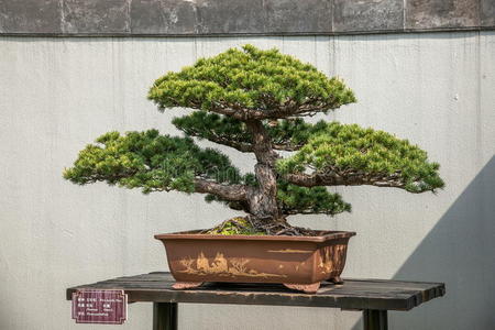 植物 形象 分支 盆景 颜色 季节 美极了 旅行 生长 高的