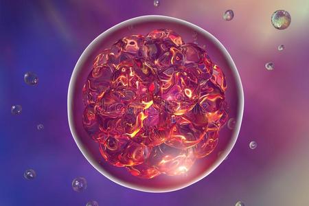 生物技术 胚胎学 繁殖 细胞 生育能力 放大倍数 鸡蛋 研究