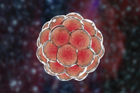 生物技术 胚胎学 生物学 细胞 卵子 科学院 生育能力 克隆