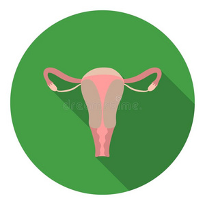 子宫内膜 器官 系统 子宫 插图 输卵管 鸡蛋 子宫颈 医学