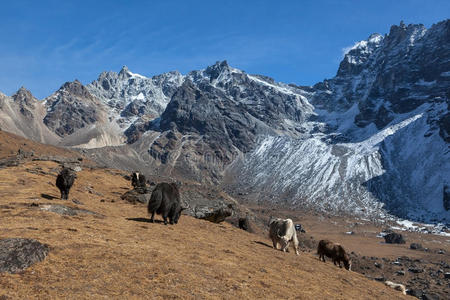 一群黑白相间的尼泊尔牦牛在吃草。