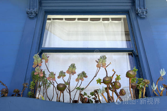 旧金山窗户上的花。