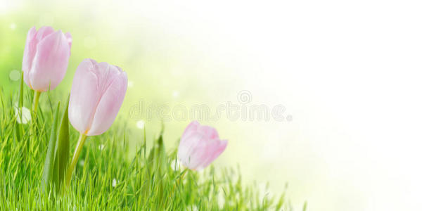结婚 礼物 荷兰 公园 复活节 开花 软的 春天 母亲 粉红色