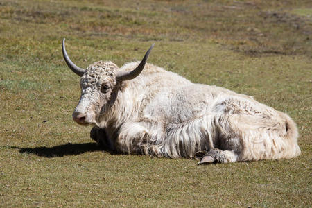 关闭尼泊尔喜马拉雅山的野生牦牛