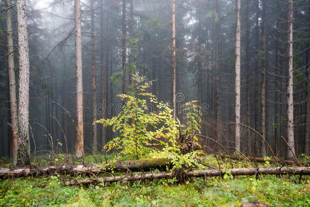 薄雾中的秋色林树