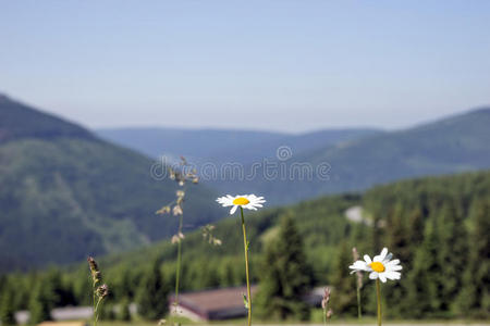 旅行 郁郁葱葱 风景 发现 小山 公园 假期 追踪 自然