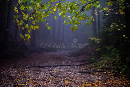 五颜六色的秋树在森林中的重雾中