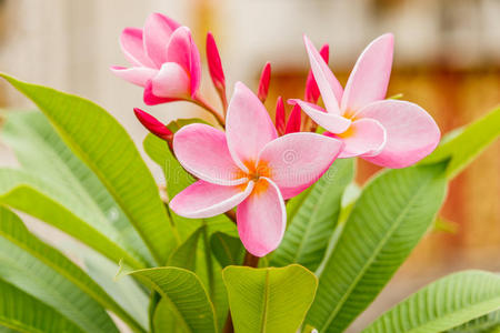 粉红色 芬芳 巴厘岛 茉莉 斐济 自然 宝塔 盛开 花瓣