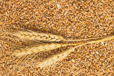 小麦和小麦小穗的谷物。 上面的风景