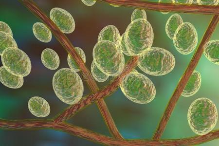 真菌毛癣菌插图鹅膏菌毛癣菌的破坏细菌破伤风梭菌检查或其他梭状芽胞