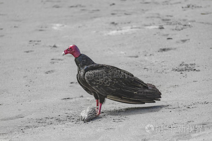 黑秃鹫在沙子上有死鱼
