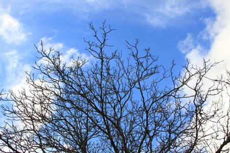 天空 核桃 落下 十一月 秋天 树叶 十月 季节