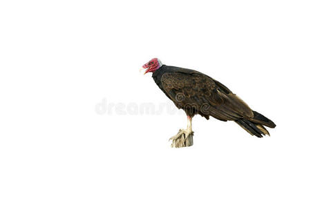 土耳其秃鹫