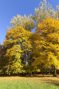 秋天在公园里，五颜六色的树