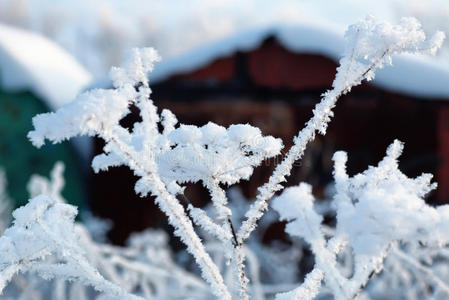 植物的分支覆盖着雪冬宏