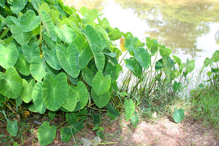 绿色钒象耳植物