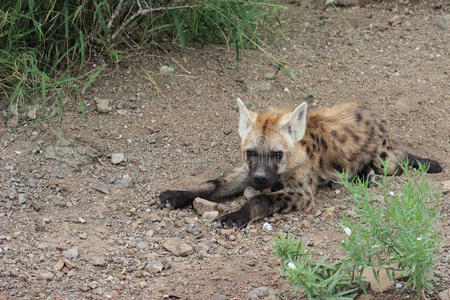 斑点鬣狗幼崽