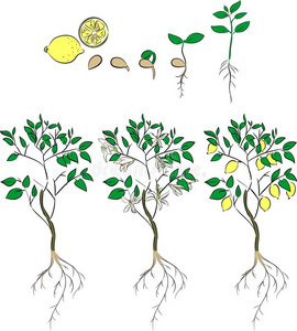 树成长过程图片