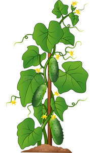 黄瓜植株生长图片