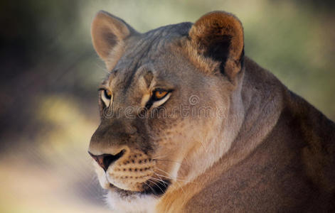 一只非洲狮子雌性的肖像