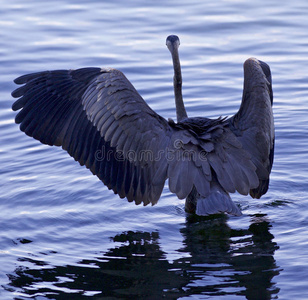 美丽的背景，一个伟大的蓝色苍鹭站在张开的翅膀