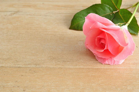 自然 粉红色 桌子 园艺 花园 春天 木材 复制 花瓣 玫瑰
