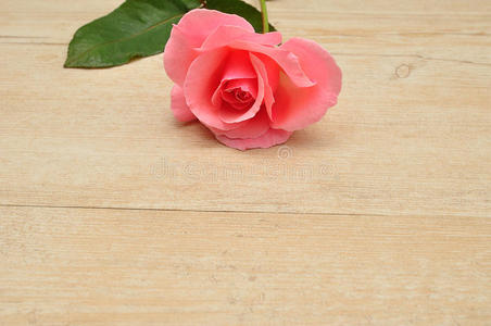 一朵粉红色的玫瑰