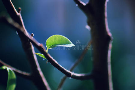 波基 樱桃 希望 美女 植物学 分支 植物区系 树叶 照顾