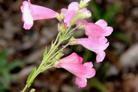 白色的总状花序图片