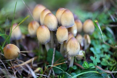 森林 真菌 种类 蘑菇 多孔 自然 危险 木材 鸡腿菇 地面