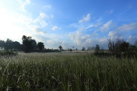 美丽的 森林 场景 风景 丛林 植物 环境 颜色 草地 自然