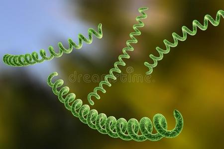 螺旋形细菌图片