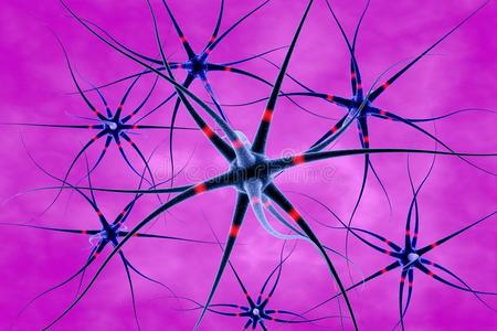 人类 轴突 神经元 突触 介意 医学 插图 细胞 神经 网络