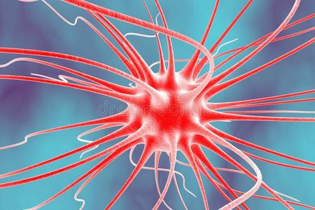 神经元 生物学 神经 信号 解剖 神经病学 细胞 人类 突触