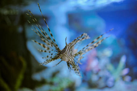 深的 海的 旅行 海洋 珊瑚 运动 动物 暗礁 铜板 自然