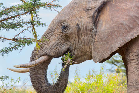 非洲大象吃相思叶和树皮