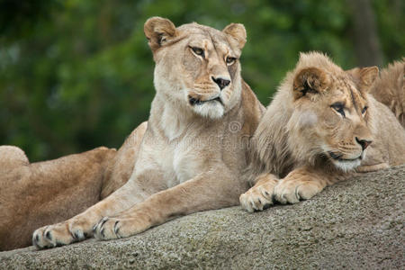 猫科动物 小孩 草原 地图集 动物 非洲 动物群 母亲 狮子座