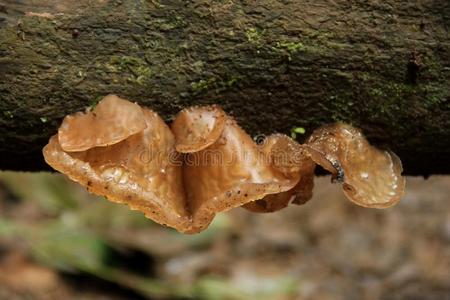 耳状幼体;中国红枣和真菌中国红枣和真菌黄色的真菌向干的干燥的木材