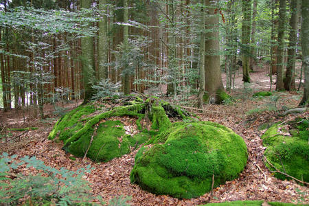 苔藓 美女 蕨类植物 生长 国家的 土地 风景 植物 公园