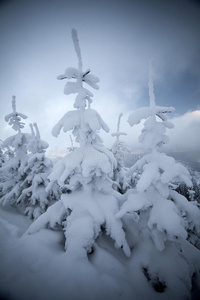 山上白雪覆盖的树木