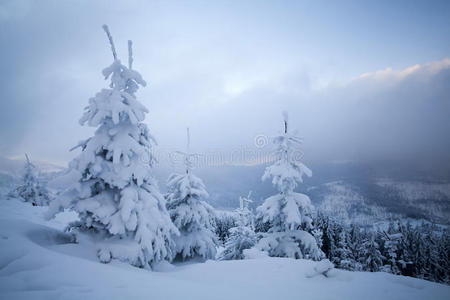 山上白雪覆盖的树木