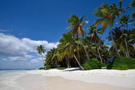 语料库多米尼图片