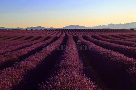 领域 起伏 汇聚 遥远的 紫色 开花 发散 犁沟 溪谷 偏离