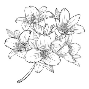 黑白花束美丽的单色黑白花束百合隔离在背景上.照片