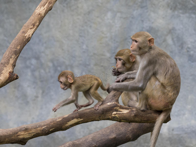 母亲 美女 小孩 国家的 森林 进化 妈妈 公园 哺乳动物