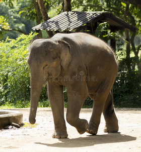 泰语 缅甸 力量 动物 大象 食物 吉祥物 厚皮动物 可爱的