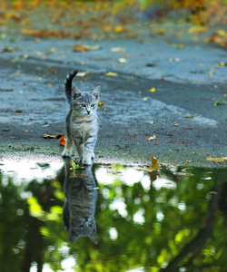 猫坐在雨坑的边缘