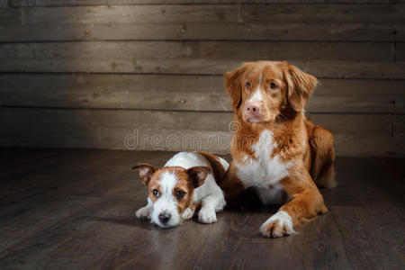 狗杰克拉塞尔猎犬和新星斯科蒂亚鸭子收费猎犬肖像在一个工作室